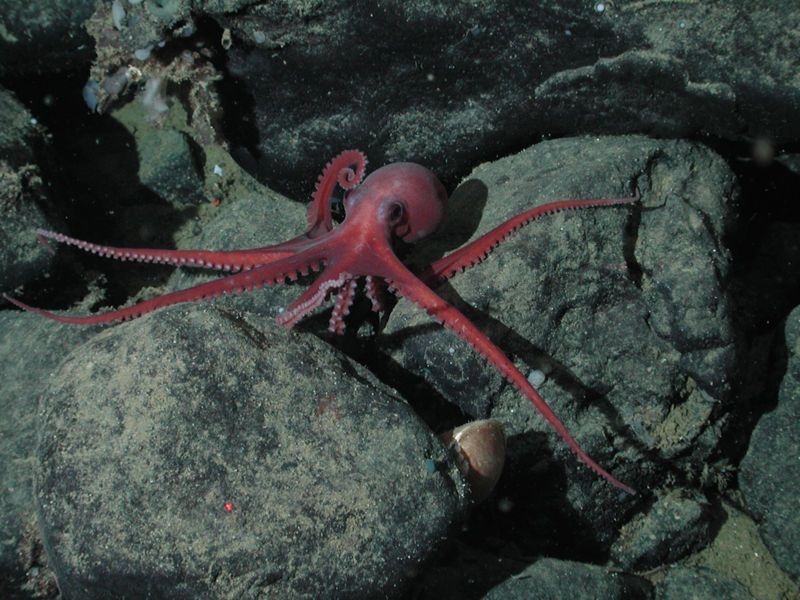 File:Benthoctopus sp 1.jpg