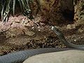 Black mamba Dendroaspis polylepis at Wilmington's Cape Fear Serpentarium