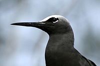 Black Noddy