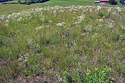 Mid-August prairie flowers, along the top of the ridge