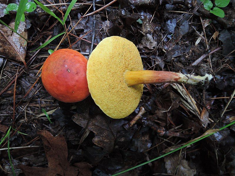 File:Boletus harrisonii 751929.jpg