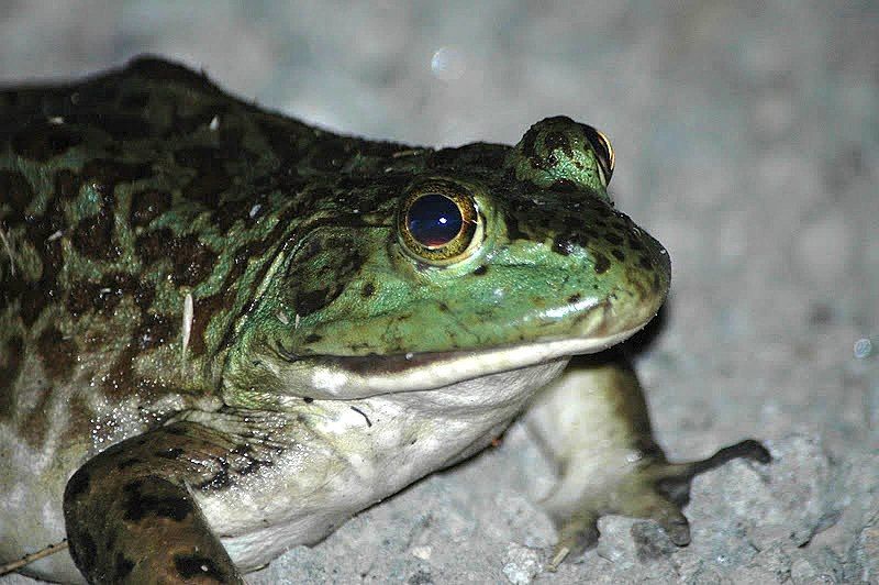 File:Bullfrog (15659203614).jpg