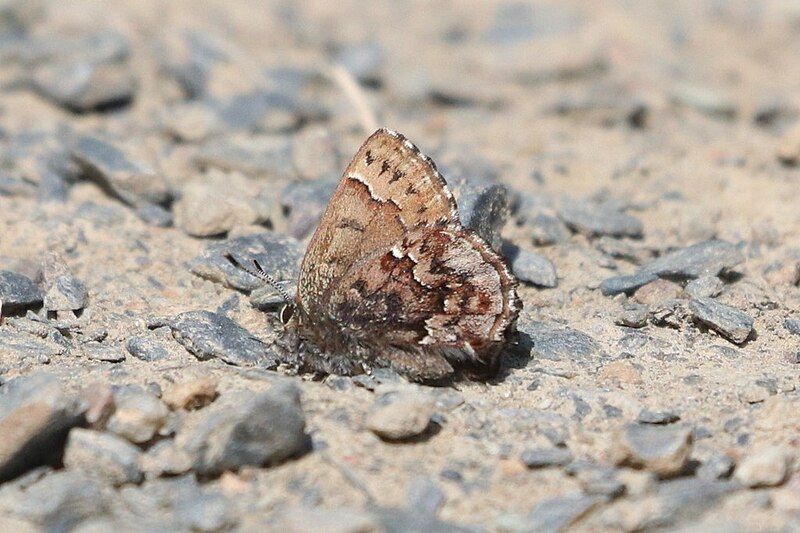 File:Callophrys lanoraieensis.jpg