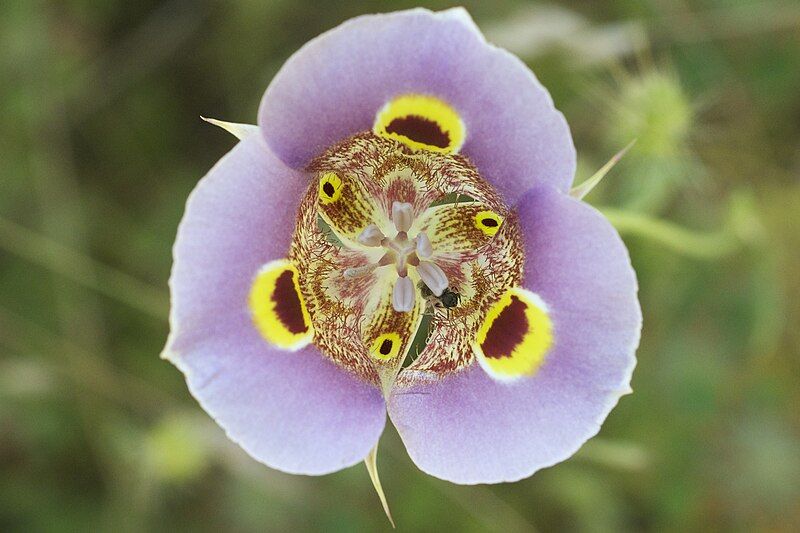 File:Calochortus superbus.jpg