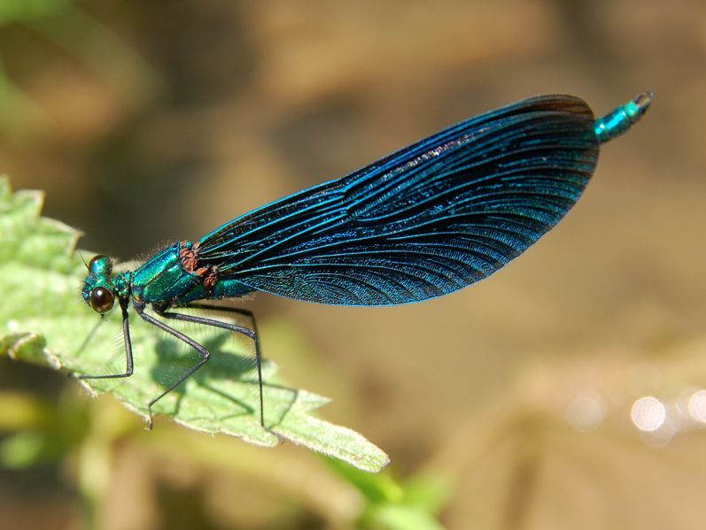 File:Calopteryx Luc Viatour.JPG