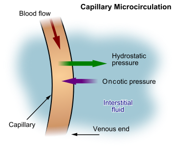 File:Capillary Microcirculation.svg