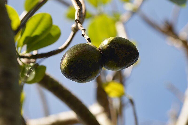 File:Cerbera odollam fruits.jpg