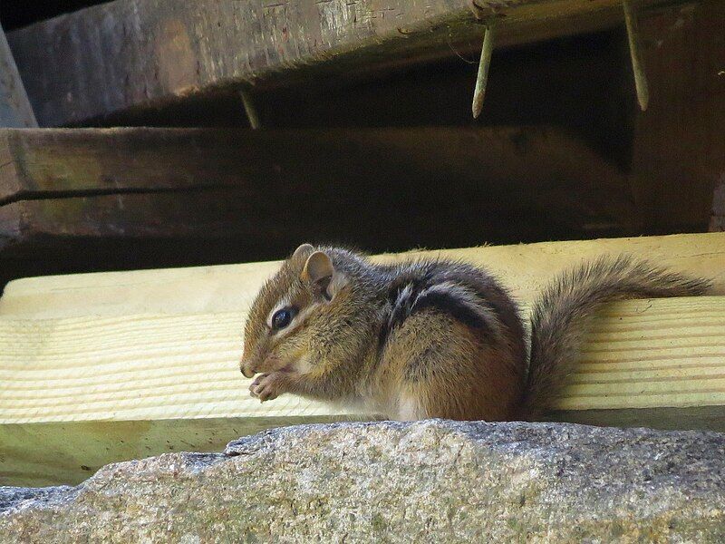 File:Chipmunk Eating .jpg