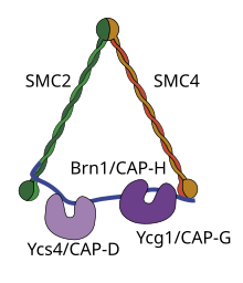 Condensin protein complex.