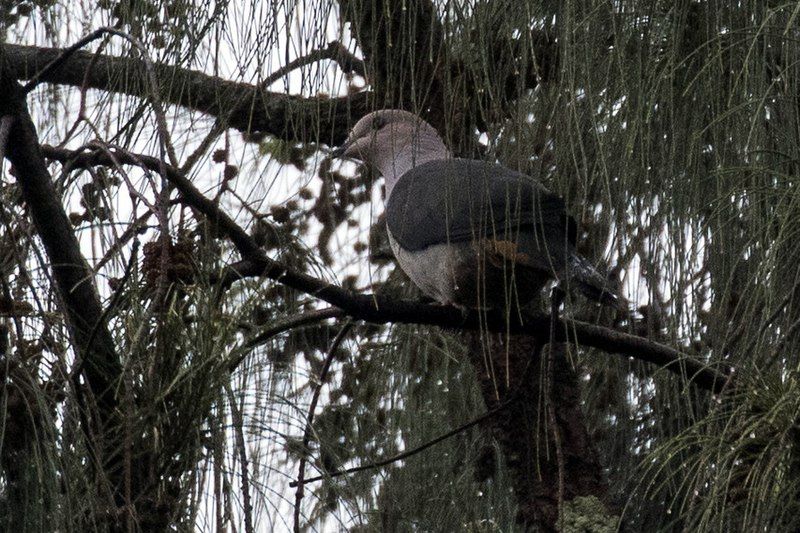 File:Dark-backed Imperial Pigeon.jpg