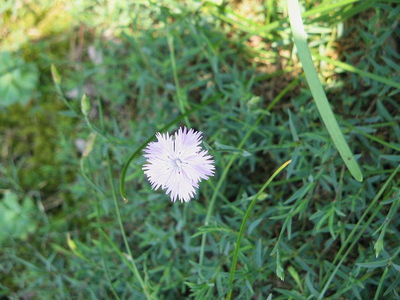 File:Dianthus gallicus (fleur)2.jpg