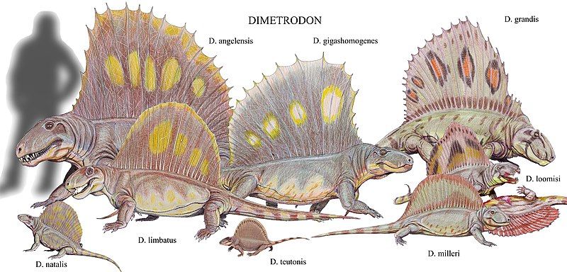 File:Dimetrodon species2DB15.jpg