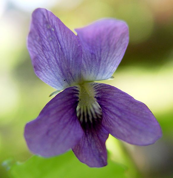 File:Dogviolet3.jpg