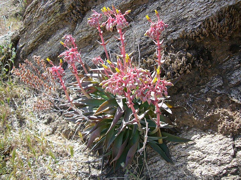 File:Dudleya saxosa.jpg