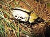 A large, pale yellow beetle with two large black horns projecting forwards