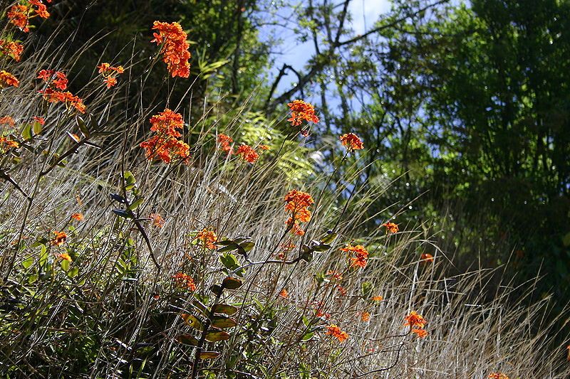 File:Epidendrum-radicans.jpg