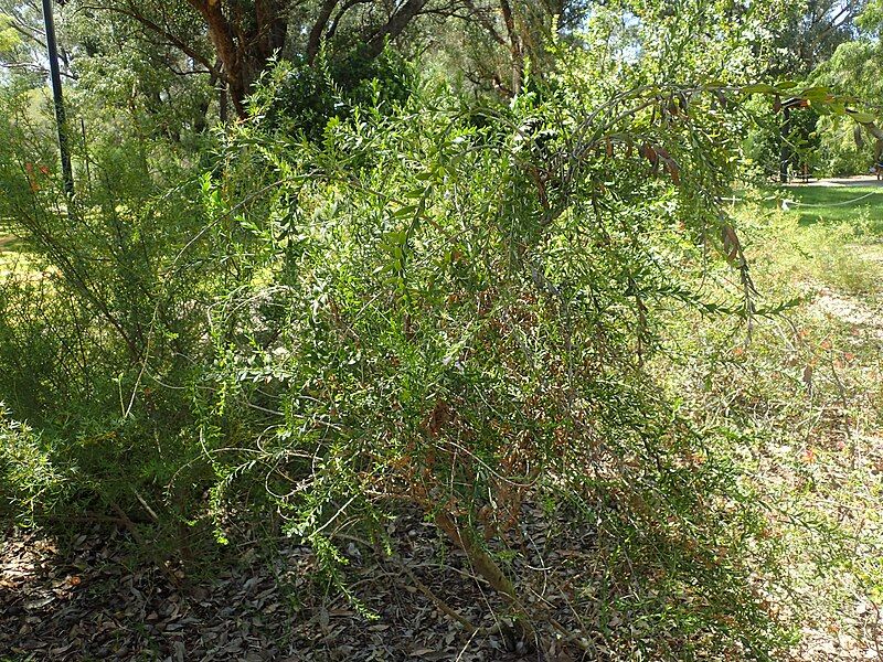 File:Eremophila lactea habit.jpg