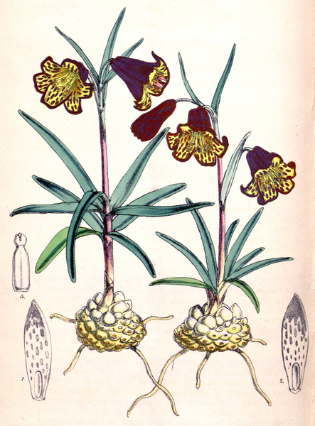 File:Fritillaria recurva CBM.png