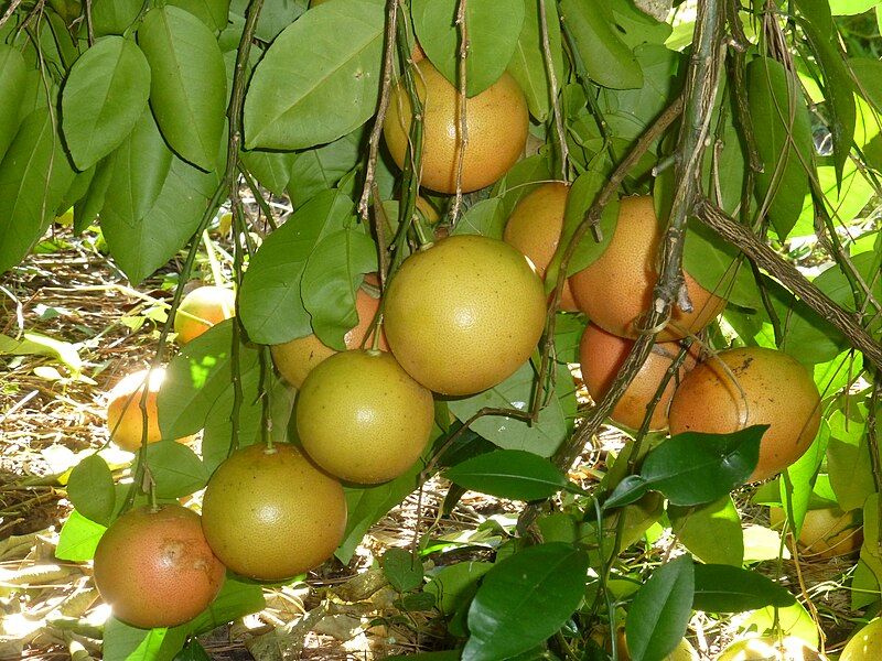 File:Grapefruit.ebola.jpeg