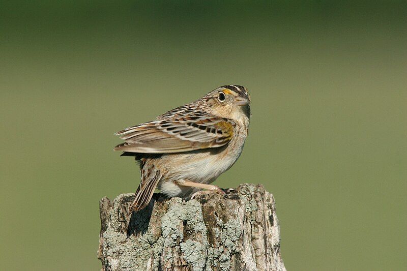 File:Grasshopper Sparrow.jpg