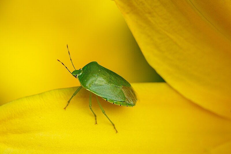 File:Green Stink Bug.jpg