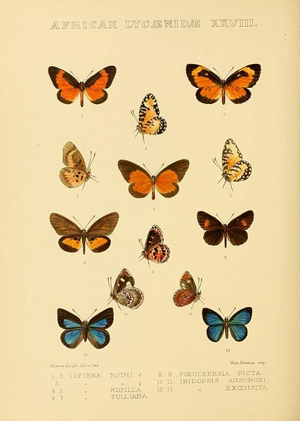 File:GroseSmithKirby1901RhopExotPlateL28.jpg