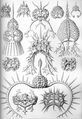 Spyroidea ; Elaphospyris (radiolarian)