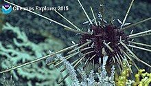 Histocidaris variabilis seen off Hawaii by NOAA Okeanos Explorer mission