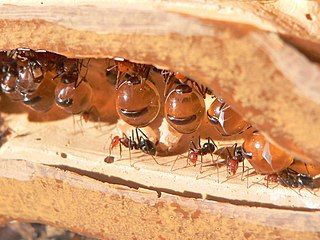 Honeypot ants are gorged with food by workers to the point that their abdomens swell enormously. Other ants then extract nourishment from them. They function as living larders.