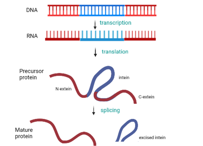 File:Intein splicing dogma.png