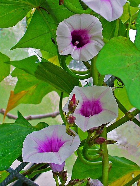 File:Ipomoea batatas 002.JPG