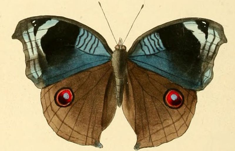 File:Junonia artaxia.JPG