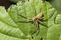 Juvenile Dolomedes fimbriatus