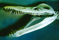 Close-up view of the restored skull of a pliosaur