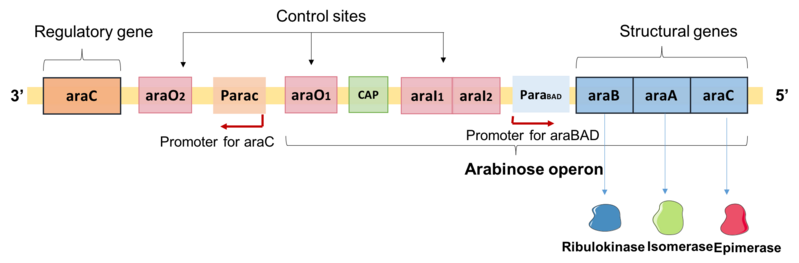 File:L-arabinose structure.png