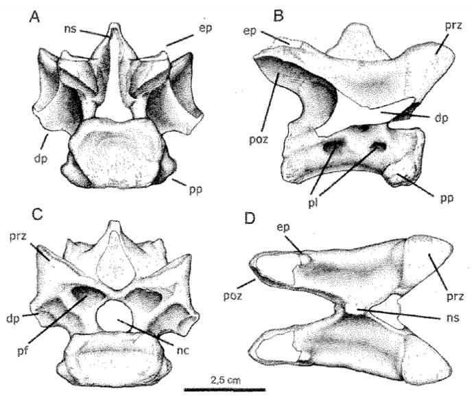 File:Laevisuchus cervical vertebra.png