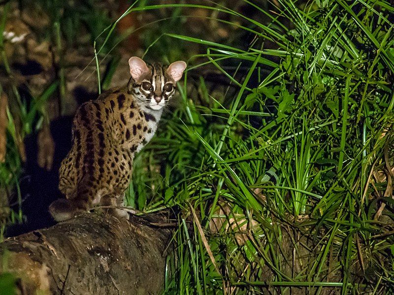 File:Leopard Cat (14840017319).jpg