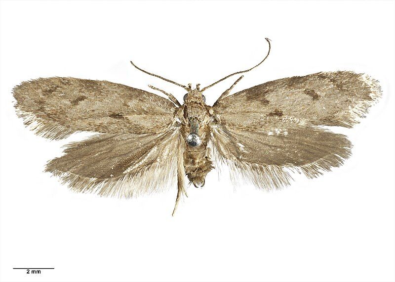 File:Leptocroca aquilonaris AMNZ21773.jpg