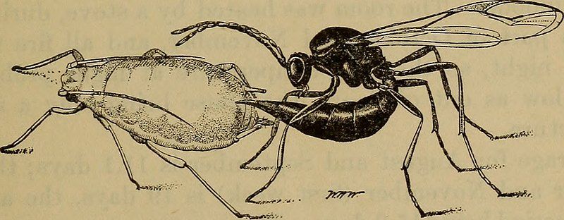 File:Lysephlebus testaceipes.jpg