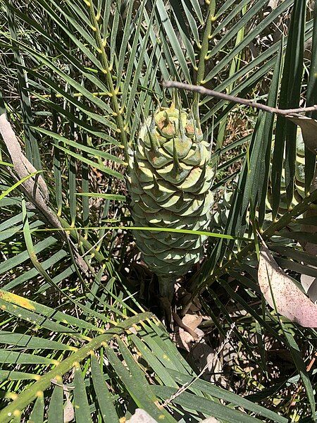 File:Macrozamia reducta.jpg