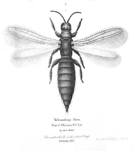 File:Melanothrips.jpg