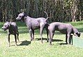 Mexican Hairless Dog