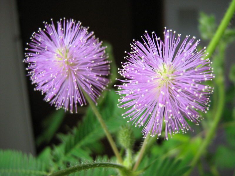 File:Mimosa-pudica-flower.jpg