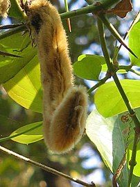 Seed pod, the hairs of which cause a dire itch