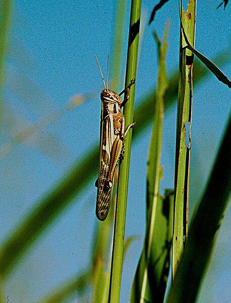 File:Nomadacris septemfasciata.jpg