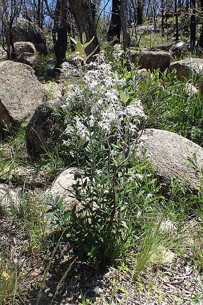 File:Olearia oppositifolia habit.jpg