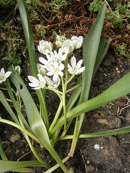 File:Ornithogalum balansae RHu.JPG