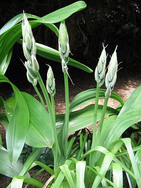 File:Ornithogalum nutans (buds).jpg