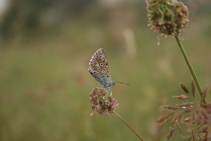 File:PROPORCIÓ NATURAL (Alpens).jpg