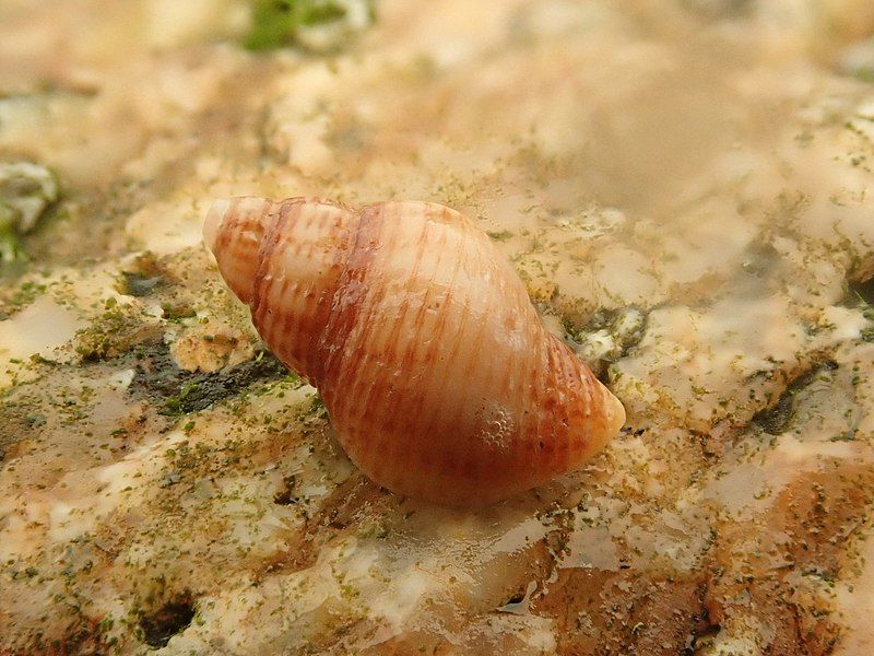 File:Paciocinebrina lurida.jpg